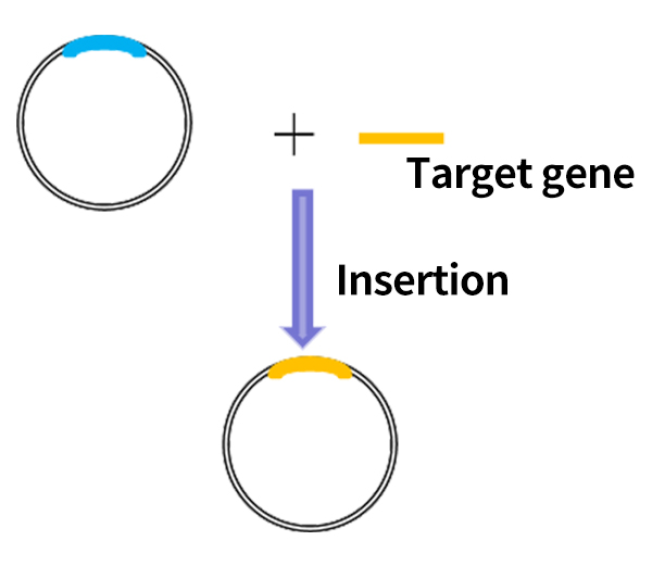 Plasmid