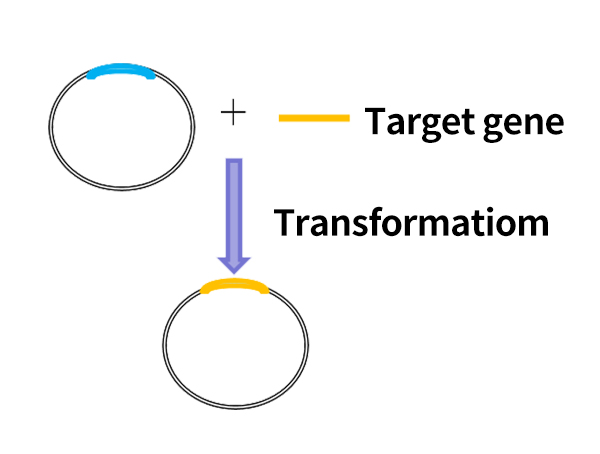 Plasmid